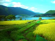 木崎湖畔で黄金色に輝く稲